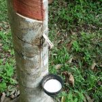 Manfaat Lain Dari Tanaman Karet Untuk Manusia Dan Lingkungan